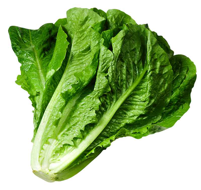 کاهو 